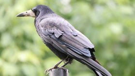 Corbeau freux Corbeau freux